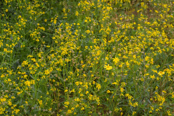 Heterotbeca subaxillaris, camphorweed, a perennial, aromatic herb with yellow ray florets in Israel. Field of jellow wildflowers