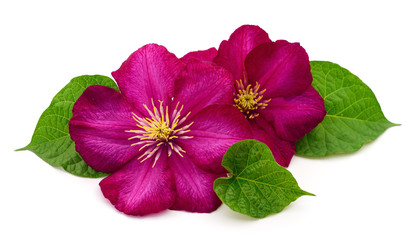 Two red clematis.