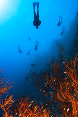 Group of Scuba Divers swim over a coral reef .