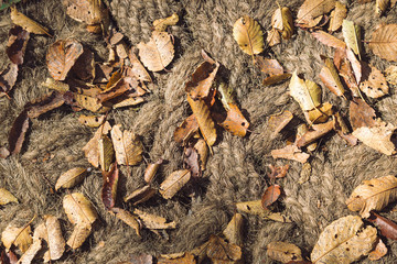 Dry autumn leaves on rope textured background.