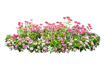 flower plant isolated with clipping path on white background