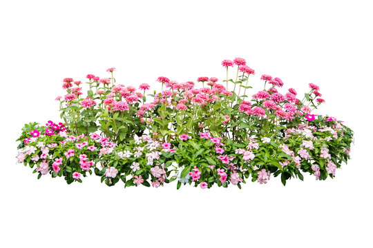 Fototapeta flower plant isolated with clipping path on white background