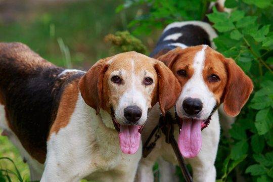 Russian best sale harlequin hound