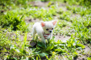 Naklejka na ściany i meble Funny puppy chihuahua walks in the green grass