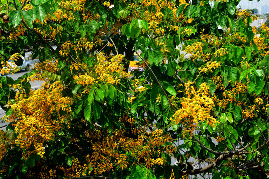 Pterocarpus macrocarpus, or the Burma padauk