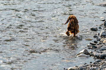 happy puppy dog cocker spaniel in the river