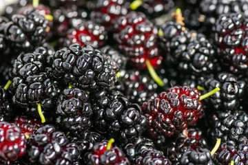 Ripe and fresh fruit of black mulberry, healthy food of juicy mulberry fruit. Close-up, the texture of the berries.