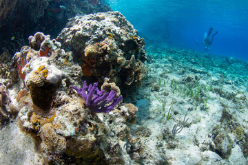 Naklejka na ściany i meble Coral reef, Cozumel, Mexico