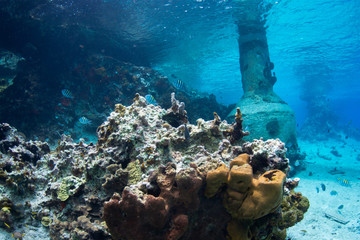 Coral reef, Cozumel, Mexico