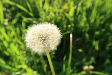 One beautiful dandelion flower in the field of grass with blurry green background
