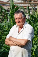Naklejka na ściany i meble An old gray haired farmer stands with his arms crossed. On background of green ears of corn. Concept of manual labor and home garden.
