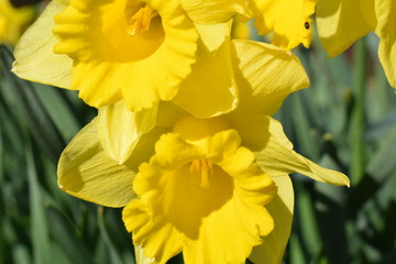 yellow daffodils in garden