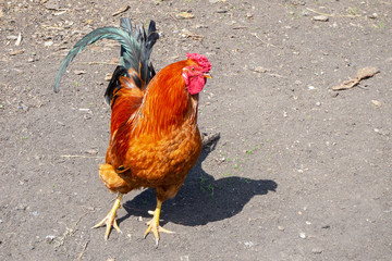 Сloseup of colorful rooster in farm yard. Front view.