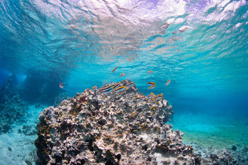Coral reef, Cozumel, Mexico