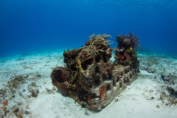 Fototapeta na wymiar Coral reef, Cozumel, Mexico