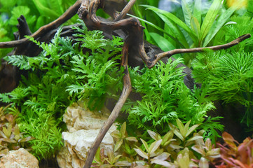 Water plants