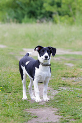  black and white pooch from a dog shelter stays waiting on the green grass. take the puppy from the animal shelter. make a friend