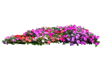 flower plant isolated with clipping path on white background - obrazy, fototapety, plakaty