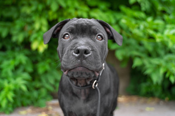 portrait puppy of black staffordshire bull terrier on the background of green trees in the park