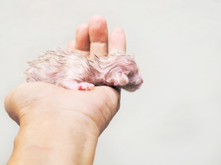 New Born White Kitten (age 5 minutes) in hand.
