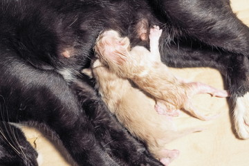 Close-up New Born White Kittens feeding milk from black cat.