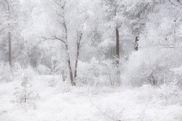 A fairytale winter forest with snow on the trees in december, National Park Dwingelderveld, The Netherlands