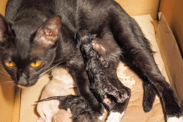 Naklejka na ściany i meble Close-up New Born Black Kittens feeding milk from black cat.
