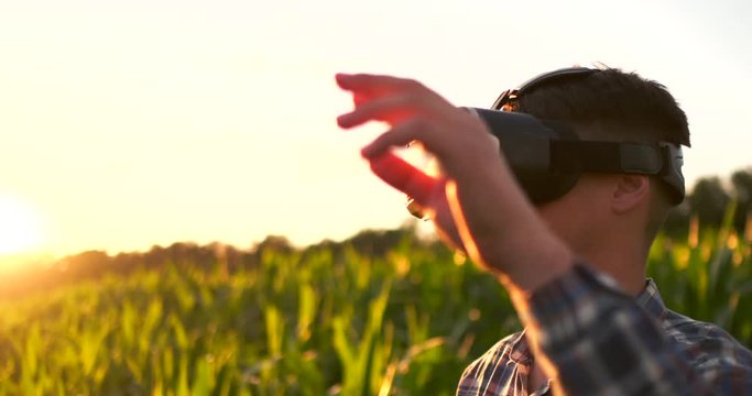 Modern farmer in VR helmet controls corn crop standing in field at sunset in sunlight