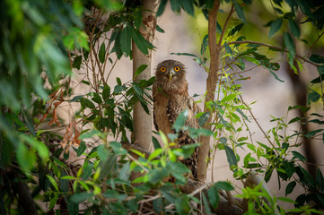 Brown Fish Owl or Bubo zeylonensis sitting on a tree at forest of central india