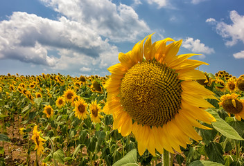 sunflower field over cloudy blue sky and big sunflower