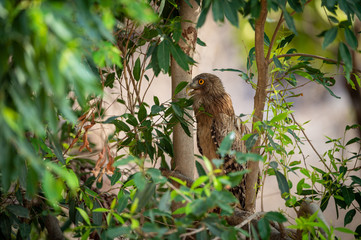 Brown Fish Owl or Bubo zeylonensis sitting on a tree at forest of central india