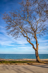 Fototapeta na wymiar an old lonely tree at the seashore. Vertical view