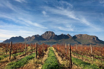 Autumn vineyard landscape and Helderberg mountain range near Stellenbosch, South Africa.