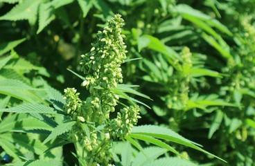 Male plant of cannabis marijuana inflorescences detail photo.