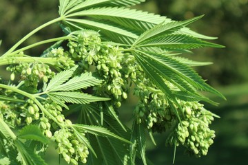 Male plant of cannabis marijuana inflorescences detail photo.