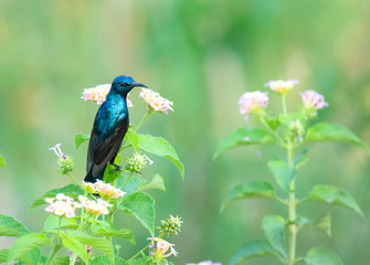 Beautiful Male Purple Sunbird (Nectarinia asiatica) feeding from latana flowers