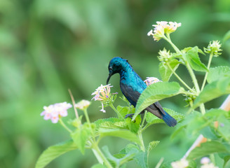 Fototapeta premium Purple Sunbird (Nectarinia asiatica)