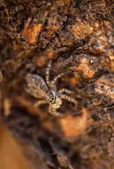 Menemerus fagei jumping spider macro