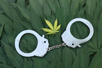 Marijuana plant as an illegal business, drug dealing crime topic concept.