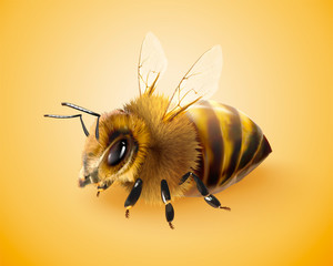 Fluffy honey bee
