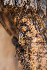 Menemerus fagei jumping spider macro