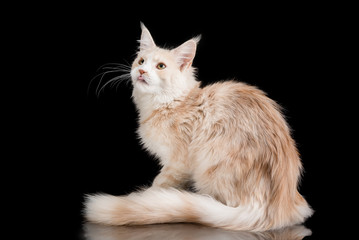 maine coon cat on a black background