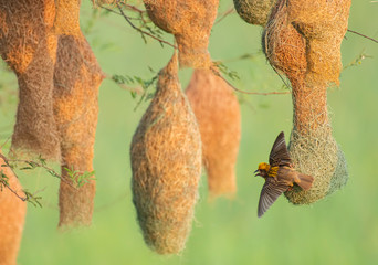 Baya weaver (Ploceus philippinus) with Nesting Colony