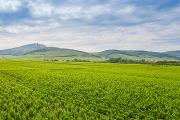 vineyard at Castle Hochkoenigsburg Alsace France