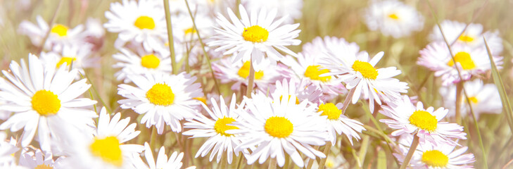Fototapeta premium Romantic wild field of daisies with focus on one flower. Oxeye daisy, Leucanthemum vulgare, Daisies, Dox-eye, Common daisy, Dog daisy, Moon daisy, Camomile, Chamomile.