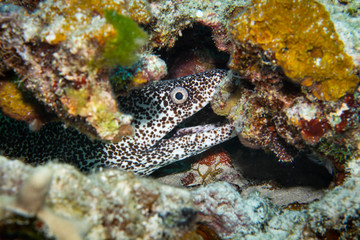 Fototapeta na wymiar Moray eel mouth open, Cozumel, Mexico