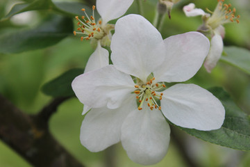 apple tree blossom
