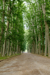 Fototapeta na wymiar Green high forest in Girona, landmark park