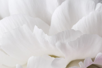 Fototapeta premium Smooth white petals peony flower texture macro still