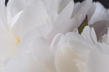 Fototapeta na wymiar Smooth white peony petals abstract background
